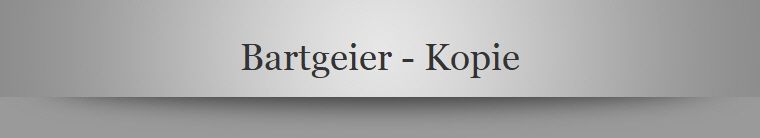 Bartgeier - Kopie