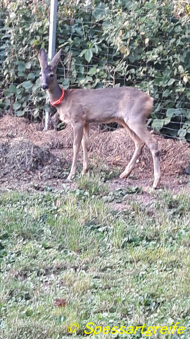Rehkitz Fritz