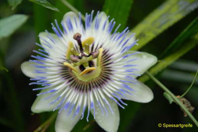 Blume-Pasionsblume01