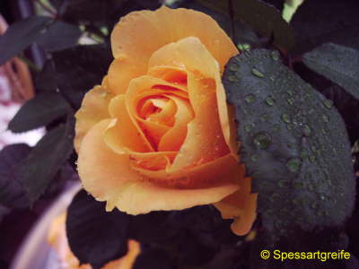 Blume-Rosegelb02
