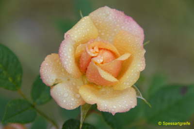 Blume-rose01