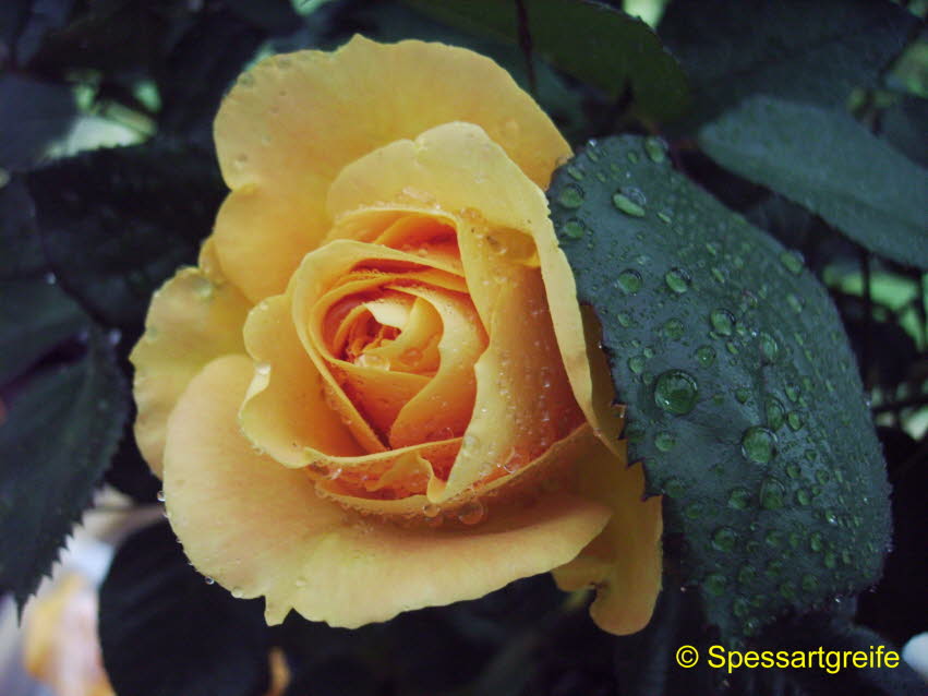 Rosegelb