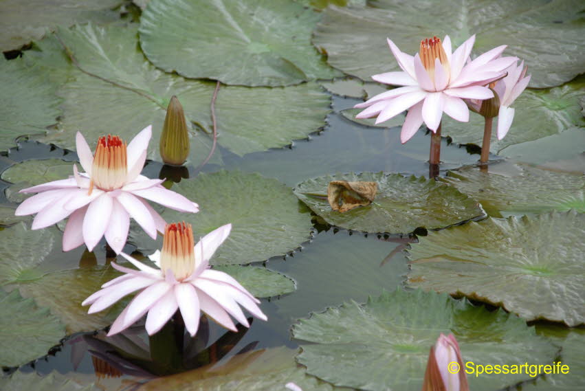 Seerose01