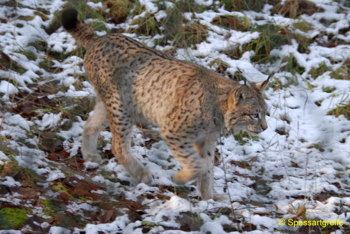 Tiere-Luchs01