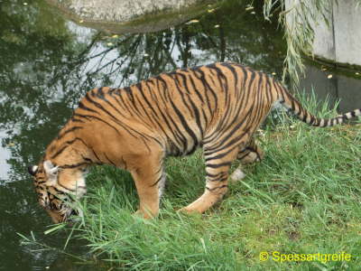 Tiere-Tiger01