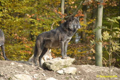Tiere-Wolf02