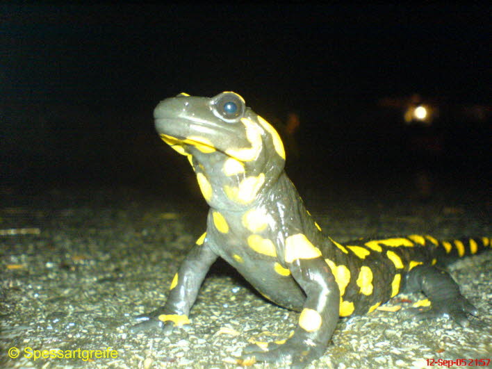 Tiere-salamander01