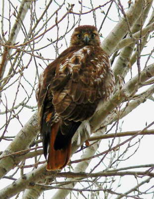 VRotschwanzbussard48