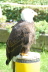 VWeikopfseeadler20