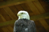 Weisskopfseeadler1