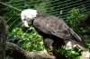 Weisskopfseeadler2