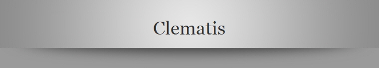 Clematis
