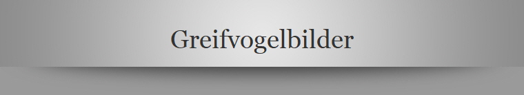 Greifvogelbilder