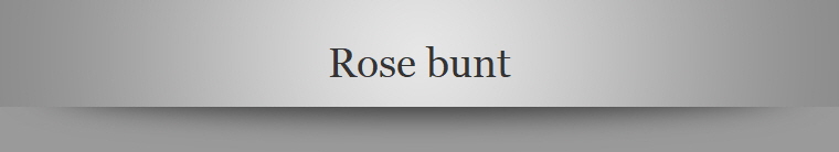 Rose bunt
