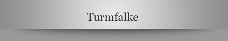 Turmfalke 