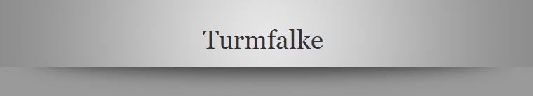 Turmfalke 