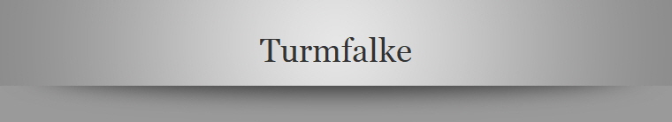 Turmfalke