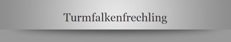 Turmfalkenfrechling