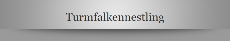 Turmfalkennestling