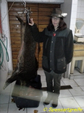 erlegte Wildsau