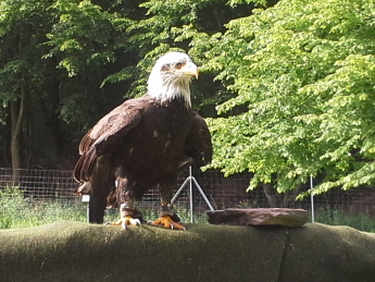 Weikopfseeadler Akito