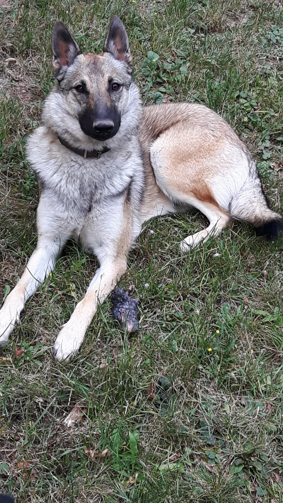 Unser Wolf Ajka