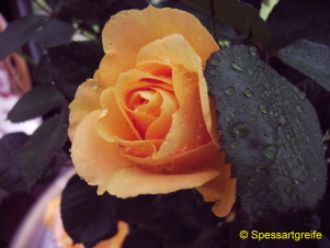 Rose orange