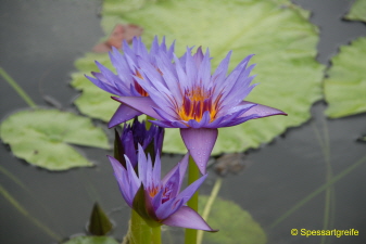 Seerose blau