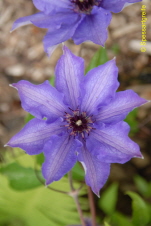 Clematis