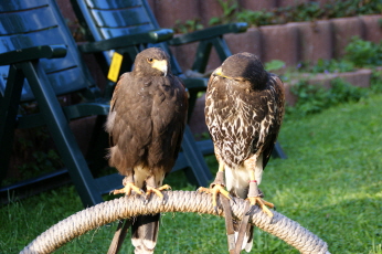 Unsere Harris Hawks