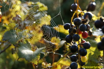 Herbststimmung