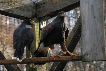 Harris Hawks