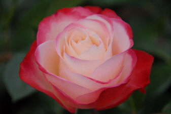 Rose Nostalgie