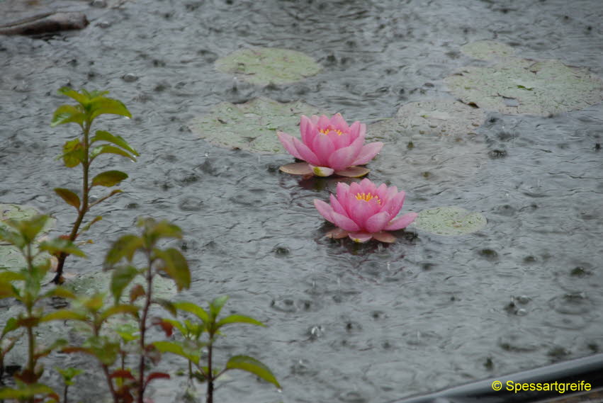 Seerose im Regen